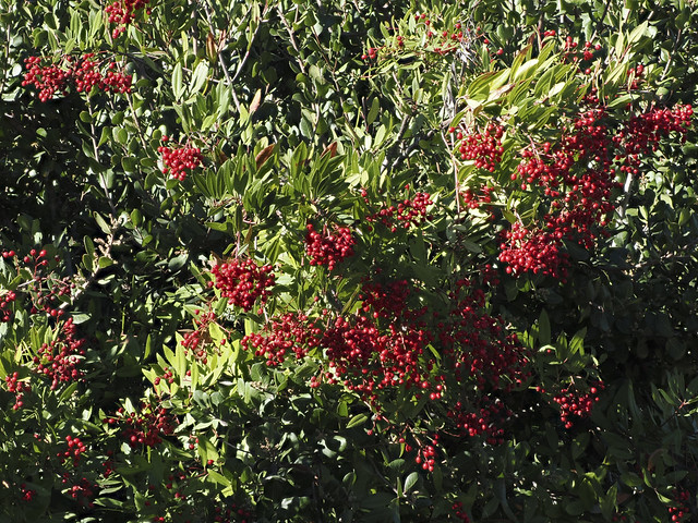 Toyon (Heteromeles arbutifolia, Rosaceae)