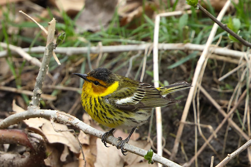 Cape May Warbler | by Michael Loyd 1
