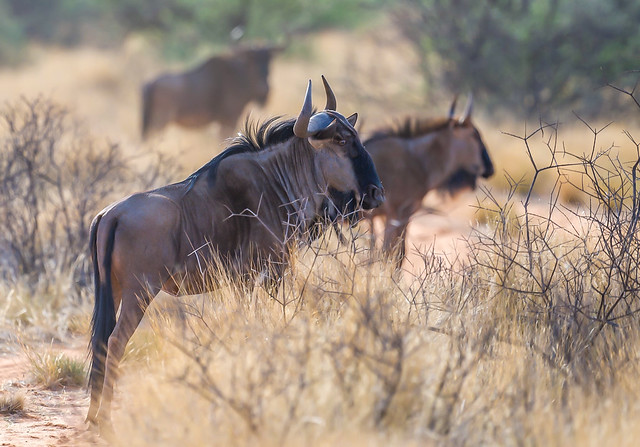 Blue Wildebeest, also known as Brindled Gnu. A favourite menu item for Spotted Hyena…