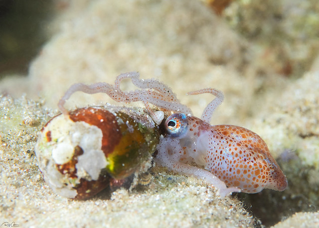 Sepioteuthis lessoniana - Bigfin Reef Squid