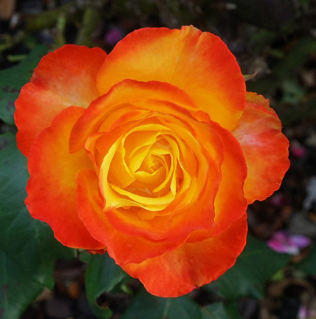 Glowing Brilliance of Tequila Sunrise Rose