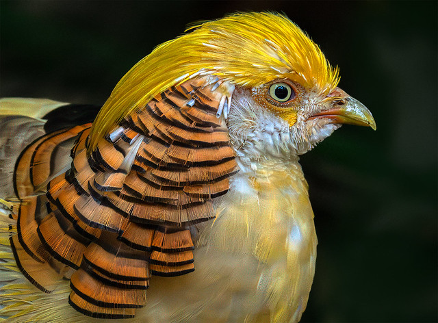 Yellow Golden Pheasant-05775