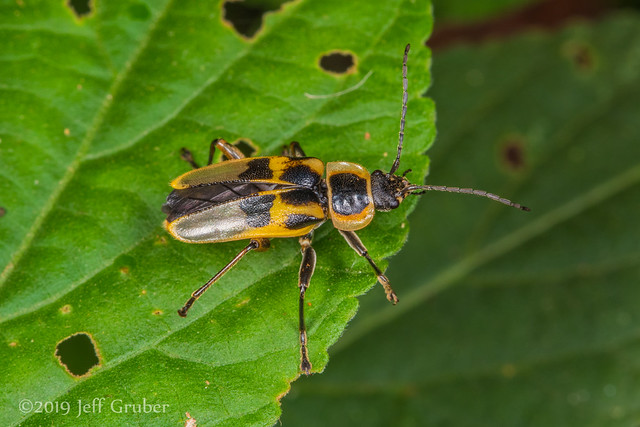Soldier Beetle (Chauliognathus sp.)