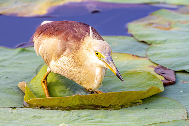 Indian pond heron (Ardeola grayii), Punchakkari- Vellayani wetlands, Thiruvananthapuram, Kerala