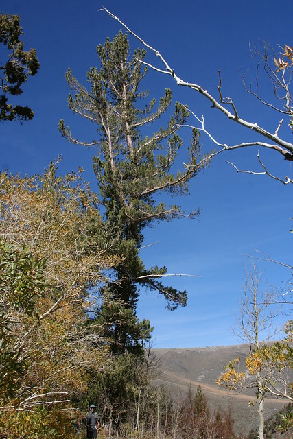 Another Limber Pine