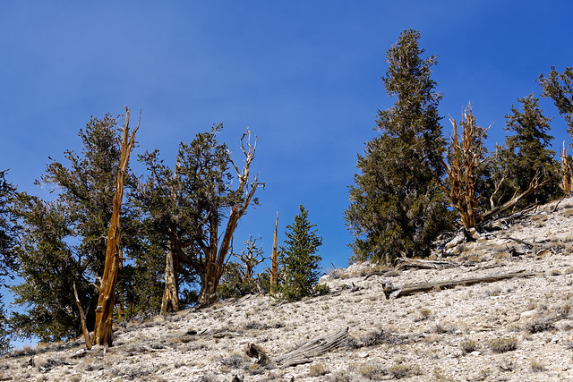 Taking One Day at a Time in the Ancient Bristlecone Pine Forest