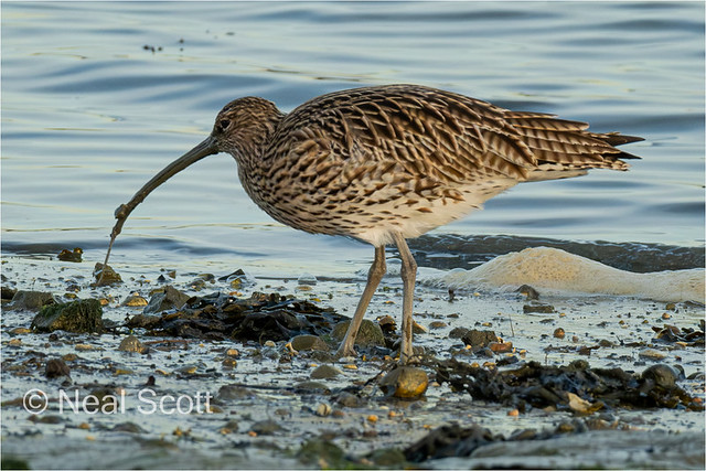Curlew successfully digging for lunch
