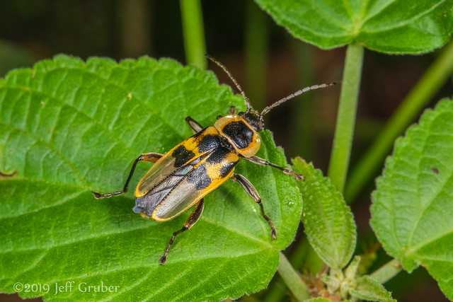 Soldier Beetle (Chauliognathus sp.)
