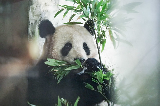 Berlin-born panda cub 2023-11-30