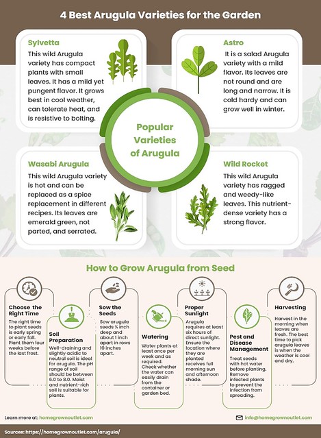 How to Grow Best Varieties of Arugula
