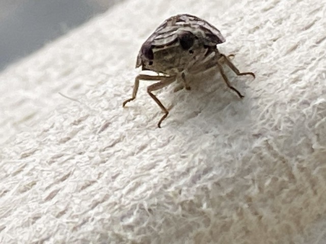 Lovely bug