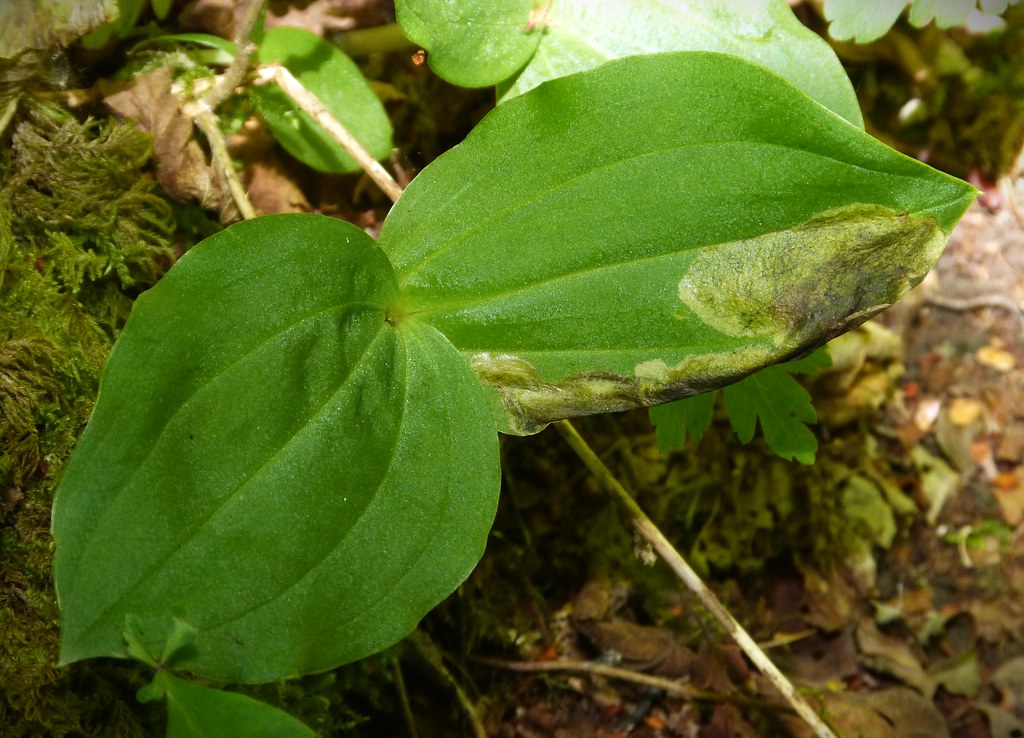 leaf mine on Helleborine orchid - Parallelomma vittatum
