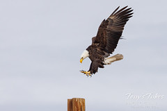 December 10, 2023 - Bald eagle coming in for a landing. (Tony's Takes)