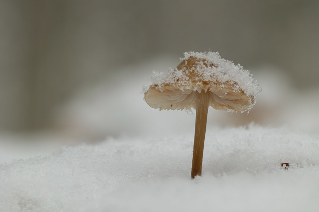 Pilze im Schnee