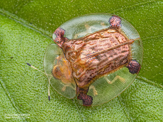 Golden tortoise beetle (Aspidimorpha sp.) - PB192852