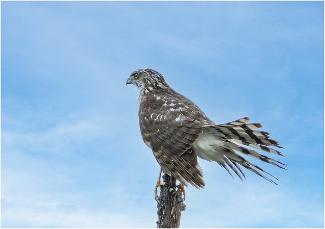 Red Tailed Hawk Juvy ( Out On aLimb)-247