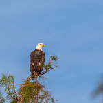 Bald Eagle (2) Starting off this week with this Bald Eagle from Lake Apopka Wildlife Drive.  I think this was my 3rd visit there and the 2nd time I have seen a Bald Eagle in this tree.
