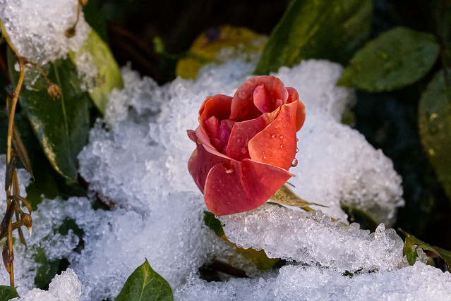 Rose in the Snow
