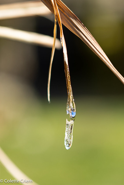 Frozen drop with reflection
