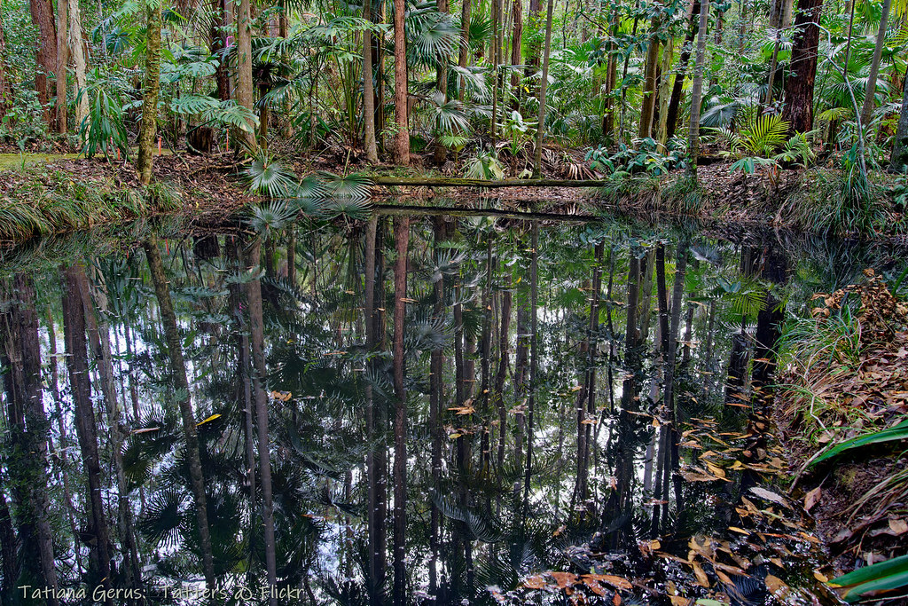 Raintrees reflection