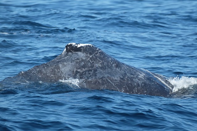 Humpback Whale back