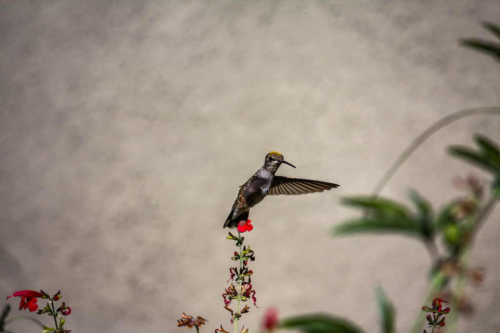 Hummingbird 2009 07 11 04