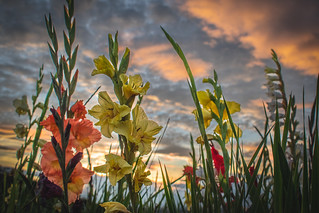 Sunset behind the Flower Field