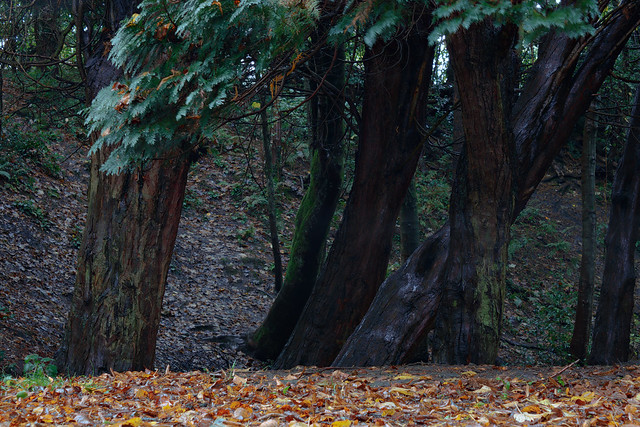 Trees in Linn Park, Glasgow
