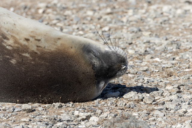 Leptonychotes weddellii (Weddell Seal) - Phocidae - Heroina Island, Danger Islands, Antarctic Peninsula, Antarctica-Edit-3-Edit