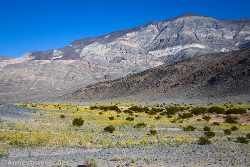 Yellow wildflowers below Lake Hill, Death Valley National Park, California