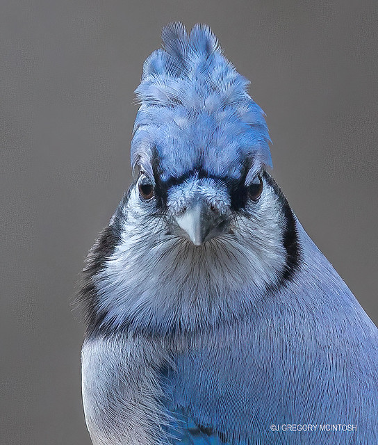 Blue Jay UP CLOSE and PERSONAL !!