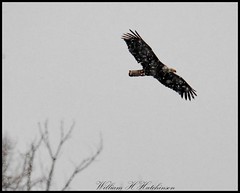 December 3, 2023 - Bald eagle flies through the storm. (Bill Hurchinson)