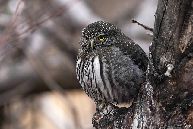 Northern Pygmy Owl - Colorado