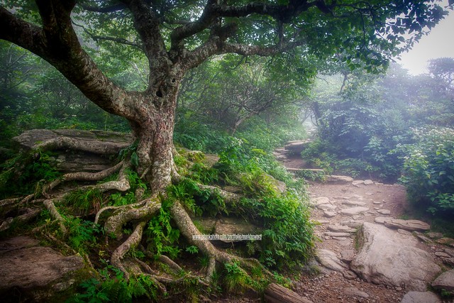Hobbit Trail Tree Roots