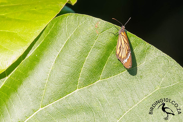 Common Tiger Butterfly, Beji Mawang, Ubud, Bali, Indonesia, Aug 2023