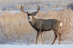 December 9, 2023 - Nice mule deer buck in the snow. (Tony's Takes)