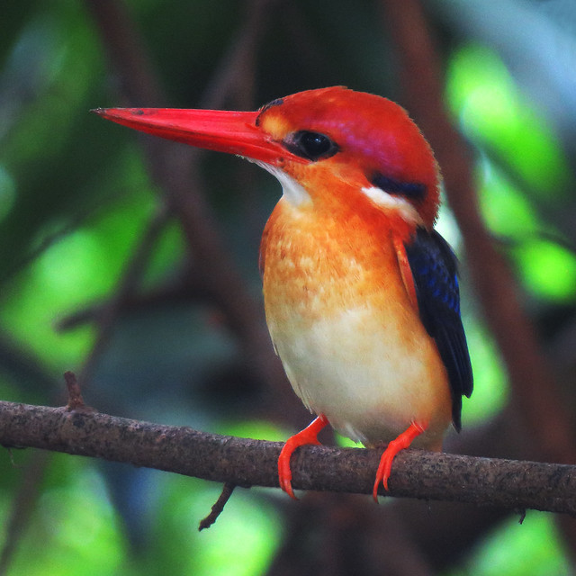 Black-backed Kingfisher / Oriental Dwarf Kingfisher - rare