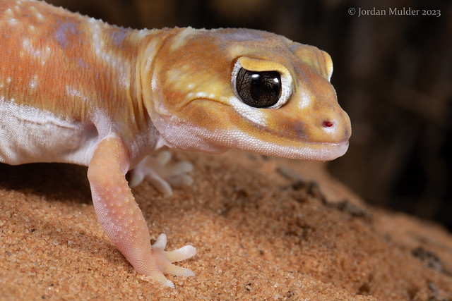 Common smooth knob-tailed gecko (Nephrurus levis)