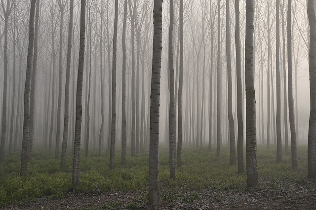 Inside a foggy forest