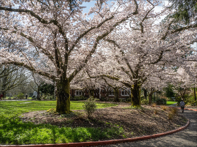 Reed College Cherry Trees • 4-11