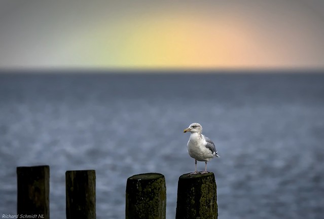 Seagull under the Rainbow