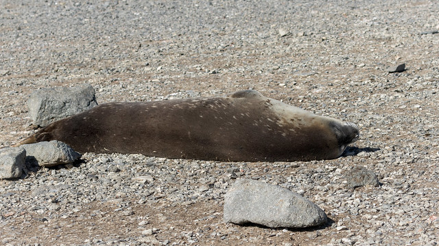 Leptonychotes weddellii (Weddell Seal) - Phocidae - Heroina Island, Danger Islands, Antarctic Peninsula, Antarctica-Edit-4-Edit