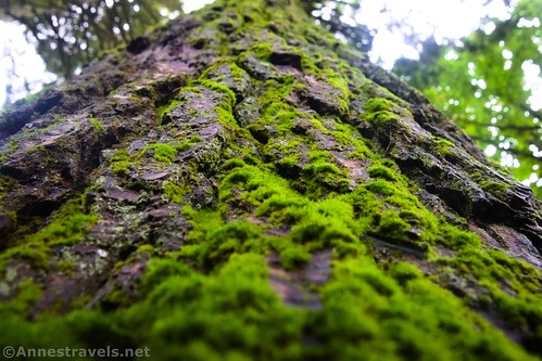Looking up the trunk of a mossy tree along the Evergreen Trail, Ricketts Glen State Park, Pennsylvania