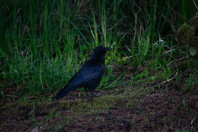 Explorative Crow