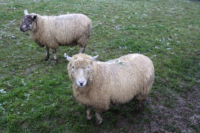 Sheep at Mini Meadows Farm (49/52)