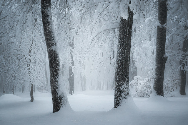 WINTER FOREST