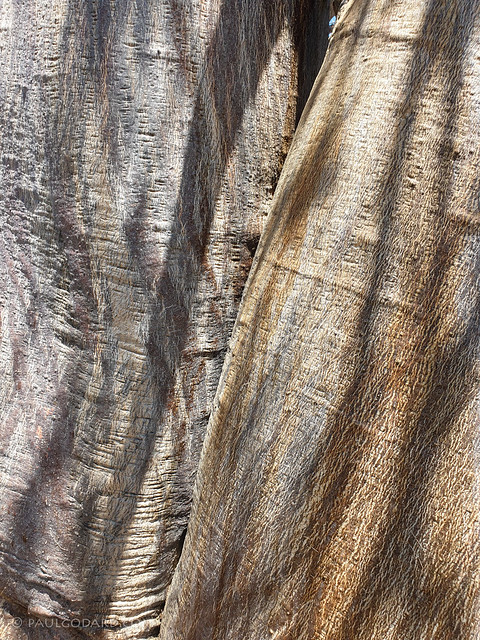 PG_160034 | baobab bark
