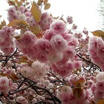 sakura blossoms in Tokyo, Japan 