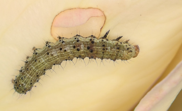 Dewick’s plusia caterpillar