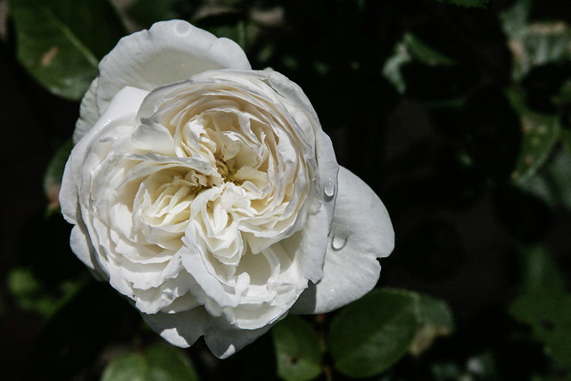 Crying White Rose
